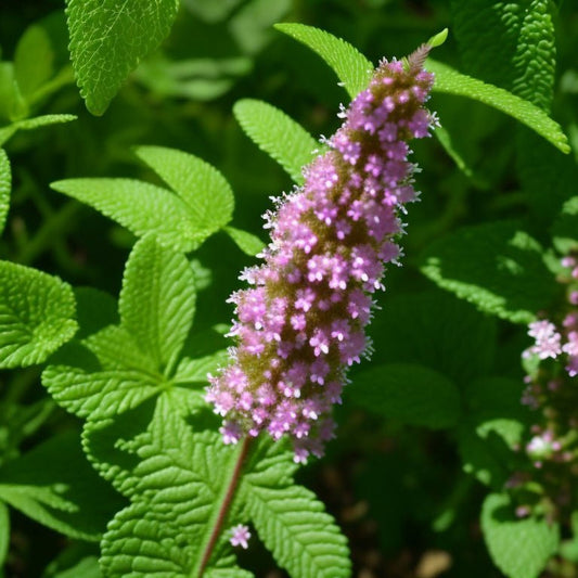 Understanding Patchouli: A Secret Ingredient in Luxury Candles - Franklin Candles