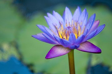 Sacred Lotus - Franklin Candles